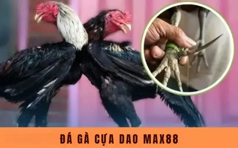 Đá Gà Cựa Dao Max88